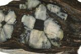 Polished Stone Slab With Chiastolite Crosses - Spain #195437-1